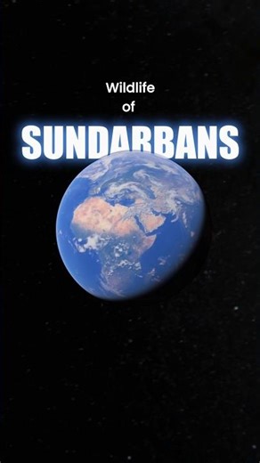 Wildlife of Sundarbans😍 #wildlifephotography #youtubeshorts #shorts #viral #nature