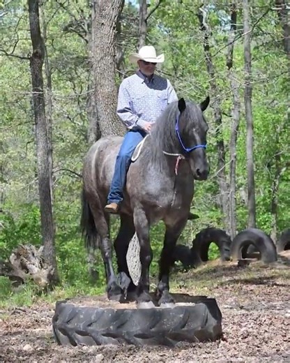 Blue Roan Brabant Gelding For Sale | Consigned to Thehorsebay.com