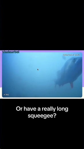 Is this the Fish Doorbell or the Lincoln Memorial Reflecting Pool?