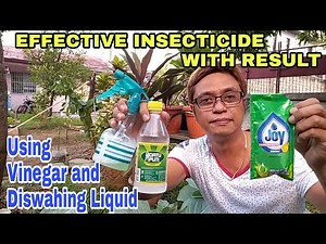 Effective Insecticide with Result using Vinegar and Diswashing Liquid for Ants, Aphids, Mealybugs
