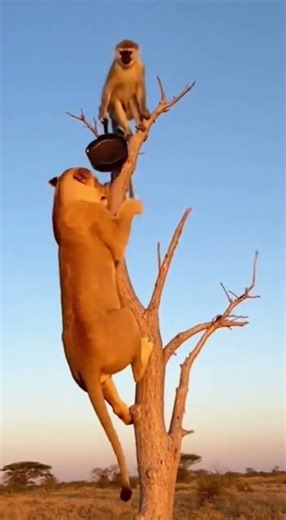 “This Monkey Just Outsmarted a Lion! Wild Chase on the Tree” #MonkeyVsLion