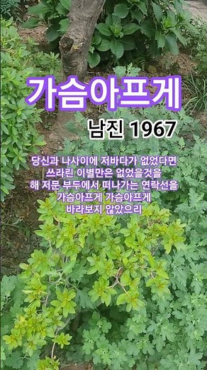 가슴아프게 #남진#트로트#1967남진인생곡ㆍ최고히트인기애창곡