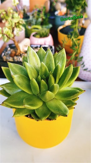 🌿 This Echeveria Looks Too Perfect to Be Real! 😍#succulents #youtubeshorts #gardening