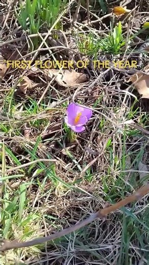 First flower of the year