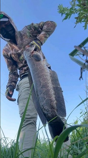 Wow😱 how to catch a snakehead fish,
