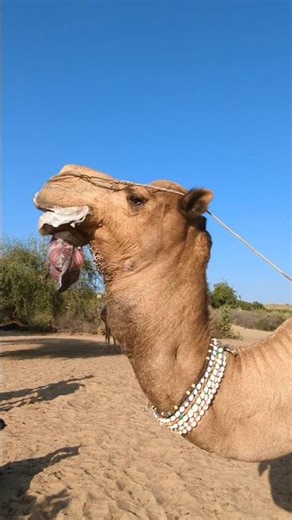 Camel Sound That Surprised Everyone! #shorts