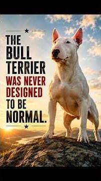 The Bull Terrier Was Never Designed To Be Normal #bullterrier
