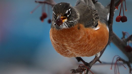 What is Wisconsin's state bird? And some other state symbols you might not know