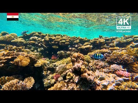 4K Red Sea Coral Reef Underwater Background | Hamda | Relaxing Ambient Wallpaper | 260