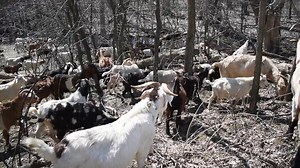 Are you KIDding me? 🐐 Flandrau State Park’s ‘Garlic Mustard Munchers’ are baa-aaa-accckkkk! That’s right! We are talking about the GOAT (the kids tell us that means ‘Greatest of all Time’) of invasive species fighters. These four-legged feeding fiends love to eat invasive plants like garlic mustard and buckthorn. It is an important job, and they’re good at it! Not only that: goats are safer, considerably less expensive, and more effective at invasive plant removal than having staff members pull