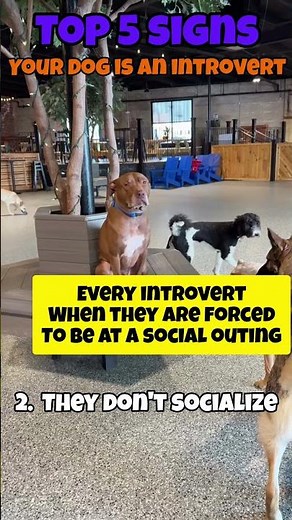 Is your dog an introvert? Watch this 👀🤣