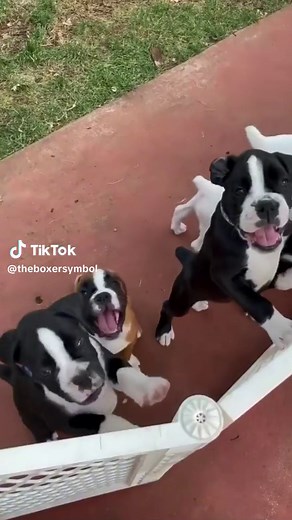 theboxersymbol on TikTok