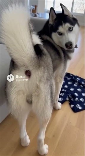 😺: Hehe~ 🐶: My butt! #shorts #dog #cat #funny #comedy