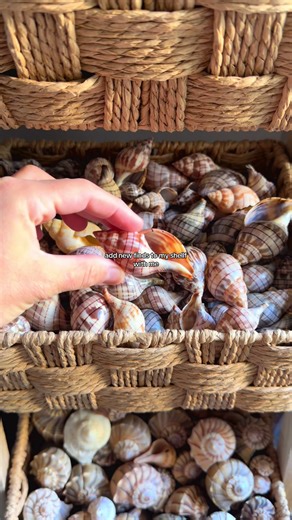 seashell finds 🩵 #ocean #seashells #florida