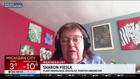 Are trees exploding due to cold? Or is there a different weather phenomenon happening?