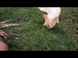 Poor cat gets ran over by a truck! (part.2)