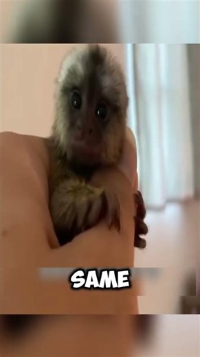 The Pygmy Marmoset: Meet the World's SMALLEST Monkey! 🤏🐒