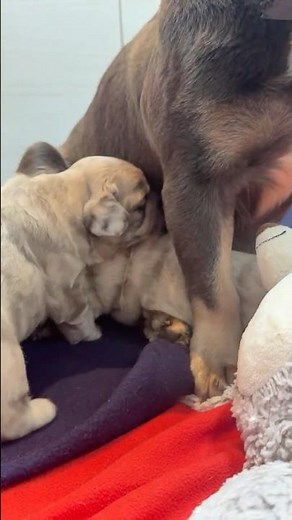 Fluffy French Bulldog Puppies LIVE- Cute Tiny Happy Babydogs 🐾💛🧡 Hit LIKE &SUBSCRIBE to join 🐶