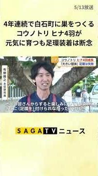 4年連続で白石町に巣をつくるコウノトリ ヒナ4羽が元気に育つも足環装着は断念【佐賀県】#shorts
