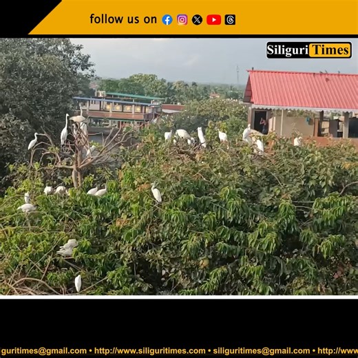 6.8K views · 89 reactions | Black-headed Ibis population decline observed during bird counting in Naxalbari Click on the link for details: https://siliguritimes.com/black-headed-ibis-population-decline-observed-during-bird-counting-in-naxalbari/ | Siliguri Times | Facebook
