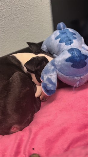 Sometimes you just need to nap with your emotional support Stitch. Kenny. #boston #bostonterrier #bostonterriersoftiktok #stitch #sleepypuppy