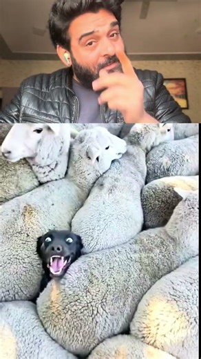 #comedyfilms #funny Dog #dog