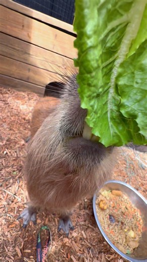Cucumber said all unwanted greens shall come to him. The king has spoken #animalhumanbond #ProtectWildlife #xtremeexoticswildlifefoundation #zookeeper #capybara | Xtreme Exotics Wildlife Foundation