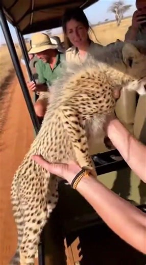 Baby Cheetah Leaps Into Safari Jeep! 🐆 #animals