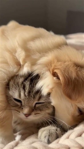 “Unlikely Best Friends: Puppy & Kitten Bond 💕🐾” #shorts