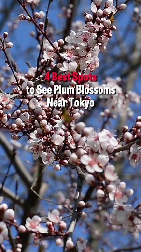 Best Plum Blossom Festivals in Tokyo