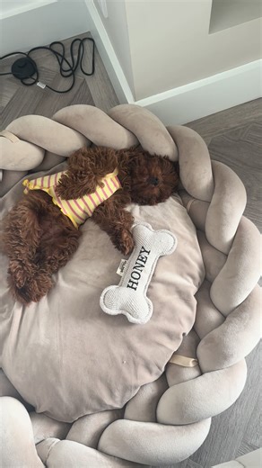 #toycavapoo #9weekoldpuppy #cavapoo #cavapoopuppy