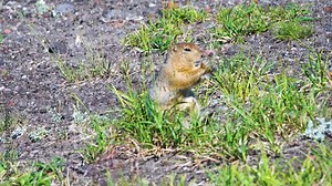 Arctic ground squirrel (Citellus parryi) in Kamchatka it lives on volcanic upheaval on volcanic slag fields. Russia.