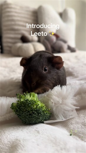 Meet Lito: My Adorable Guinea Pig Introduction