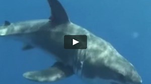Great White Shark Pup off the Aegean Coast of Turkey