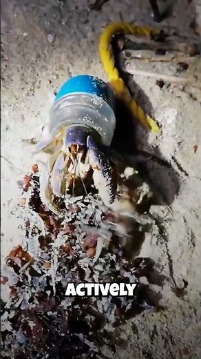 This Tiny Crab Uses Human Trash As A Built-In House! (Tragic)