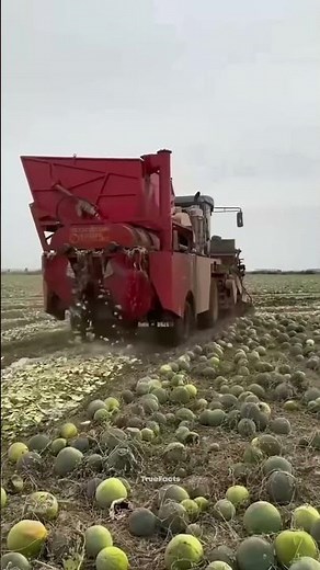 China’s Shocking Watermelon Secret