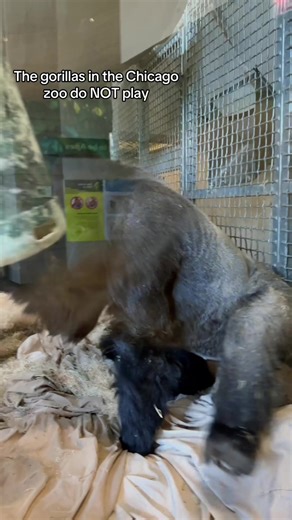 Funny Gorilla Moments: Hilarious Animal Antics