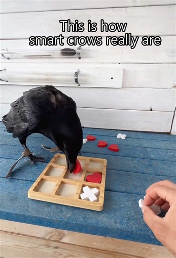 When a Crow Mimics Human Speech