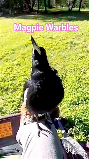 Magpie Warbles #magpies #birdsounds #nature