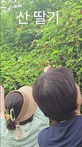 제니의주말농장#산딸기