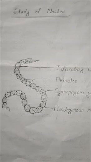 B.Sc Semister 1 MJC Botany #shorts #study
