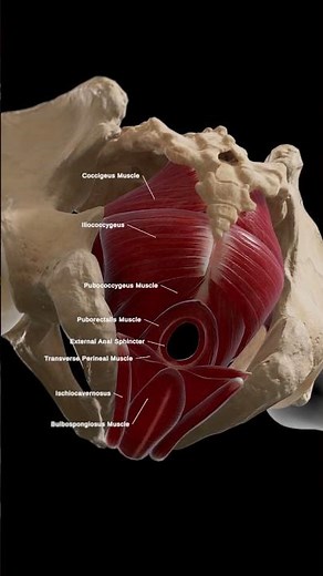 Male pelvic floor muscles #meded #anatomy #3dmodel