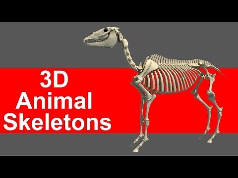 3D Animal Skeletons