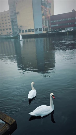 Nordic Symbol: The stylized white swan is the logo of the Nordic Ecolabel, symbolizing environmental cooperation between Norway, Sweden, Finland, Iceland, and Denmark. National Bird: Despite the presence of swans, Norway's national bird is the dipper.Símbolo Nórdico: El cisne blanco estilizado es el logo del Nordic Ecolabel (Ecoetiqueta Cisne Nórdico), simbolizando la cooperación ambiental entre Noruega, Suecia, Finlandia, Islandia y Dinamarca. Ave Nacional: A pesar de la presencia de cisnes, el