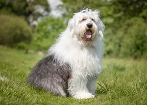 The Ultimate Old English Sheepdog Puppy Ownership Guide