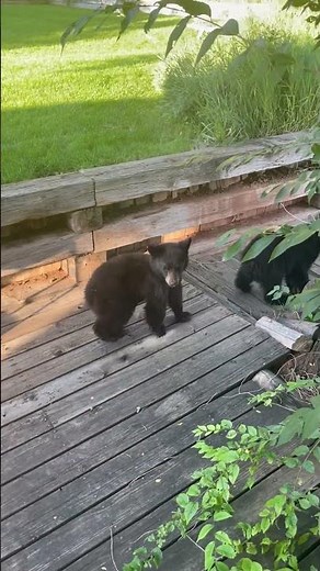 Adorable Mama Bear And Her Cubs Walk Through Man's Backyard