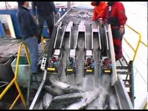 Seafood Innovations Autofeed Fish Stunner