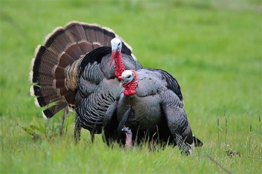 How to Choose Turkey Decoys for Any Situation - Game & Fish