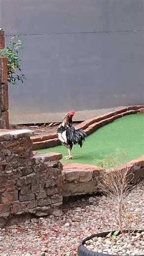 Rooster on the golf course 😂🐓 “He’s aiming for a birdie…”