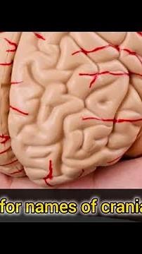 Easy mnemonic for names of 12 pairs of cranial nerves CRANIAL NERVES.